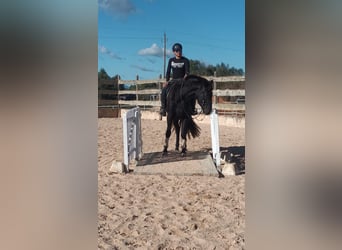 Pura Raza Mallorquina, Caballo castrado, 5 años, 161 cm, Negro