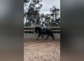 Pura Raza Mallorquina, Caballo castrado, 5 años, 161 cm, Negro