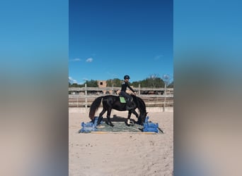 Pura Raza Mallorquina, Caballo castrado, 5 años, 161 cm, Negro