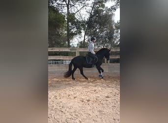 Pura Raza Mallorquina, Caballo castrado, 5 años, 161 cm, Negro