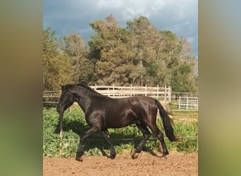 Pura Raza Mallorquina, Caballo castrado, 5 años, 161 cm, Negro