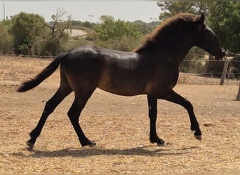 Pura Raza Mallorquina, Étalon, 1 Année, 143 cm, Noir