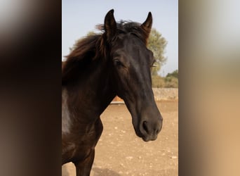 Pura Raza Mallorquina, Étalon, 1 Année, 143 cm, Noir