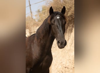 Pura Raza Mallorquina, Étalon, 1 Année, 153 cm, Noir