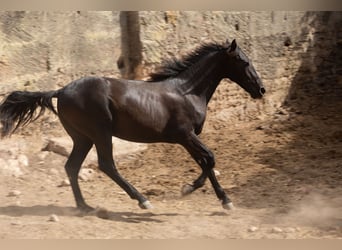 Pura Raza Mallorquina, Étalon, 1 Année, 153 cm, Noir