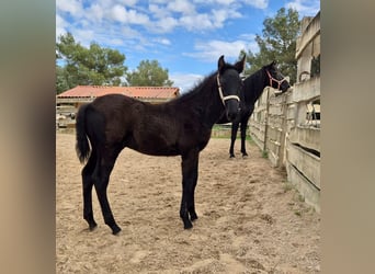Pura Raza Mallorquina, Étalon, 1 Année, Noir