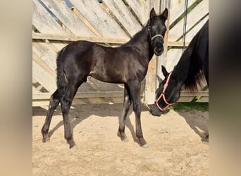 Pura Raza Mallorquina, Étalon, 1 Année, Noir