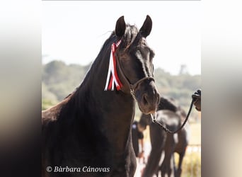 Pura Raza Mallorquina, Étalon, 7 Ans, 176 cm, Noir Pura Raza Mallorquina, Étalon, 7 Ans, 176 cm, Noir