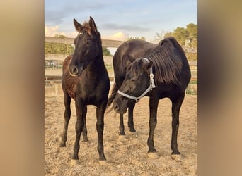 Pura Raza Mallorquina, Étalon, Poulain (04/2025)