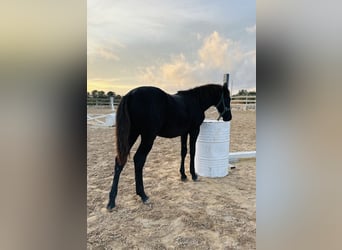 Pura Raza Mallorquina, Étalon, Poulain (04/2025), Noir