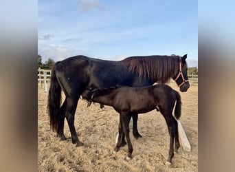 Pura Raza Mallorquina, Étalon, Poulain (09/2025), Noir