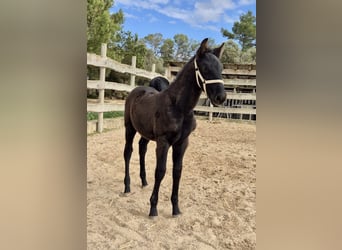 Pura Raza Mallorquina, Étalon, Poulain (09/2025), Noir