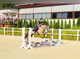 Pura Raza Mallorquina, Wallach, 4 Jahre, 15 hh, Hellbrauner