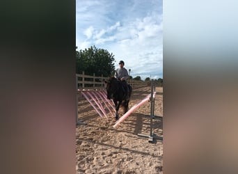 Pura Raza Mallorquina, Gelding, 5 years, 15,2 hh, Black