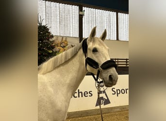 Pura Raza Mallorquina, Giumenta, 10 Anni, 167 cm, Grigio