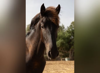 Pura Raza Mallorquina, Hengst, 1 Jaar, 143 cm, Zwart