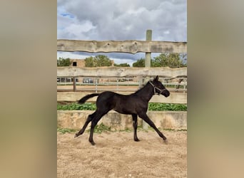 Pura Raza Mallorquina, Hengst, 1 Jaar, Zwart