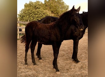 Pura Raza Mallorquina, Hengst, 1 Jaar, Zwart