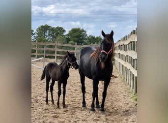 Pura Raza Mallorquina, Hengst, 1 Jaar, Zwart