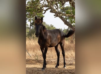 Pura Raza Mallorquina, Hengst, 1 Jahr, 143 cm, Rappe