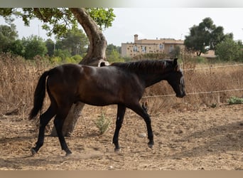 Pura Raza Mallorquina, Hengst, 1 Jahr, 143 cm, Rappe