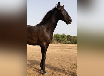 Pura Raza Mallorquina, Hengst, 1 Jahr, 143 cm, Rappe