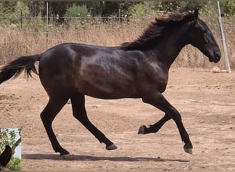 Pura Raza Mallorquina, Hengst, 1 Jahr, 143 cm, Rappe