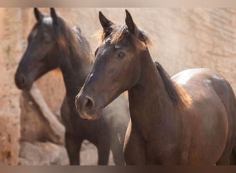 Pura Raza Mallorquina, Hengst, 1 Jahr, 153 cm, Rappe