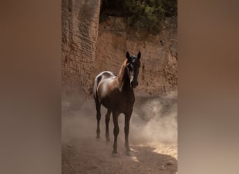 Pura Raza Mallorquina, Hengst, 1 Jahr, 153 cm, Rappe