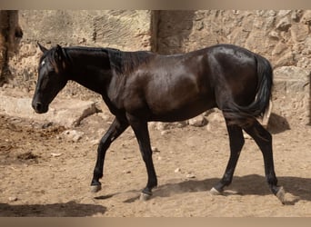 Pura Raza Mallorquina, Hengst, 1 Jahr, 153 cm, Rappe