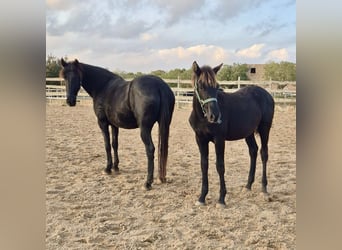 Pura Raza Mallorquina, Hengst, 1 Jahr, Rappe