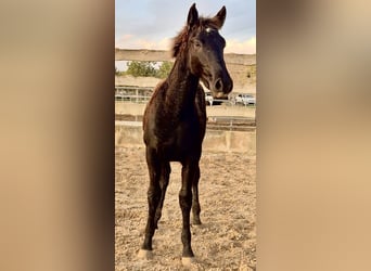 Pura Raza Mallorquina, Hengst, 1 Jahr, Rappe