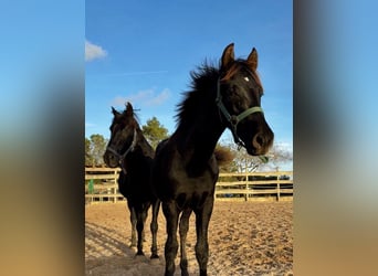 Pura Raza Mallorquina, Hengst, 1 Jahr, Rappe