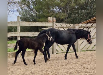 Pura Raza Mallorquina, Hengst, 1 Jahr, Rappe