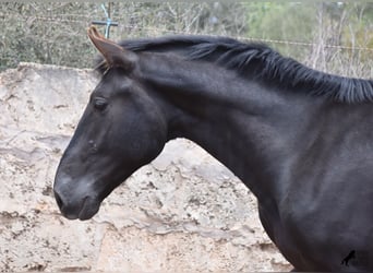 Pura Raza Mallorquina, Hengst, 2 Jaar, 161 cm, Zwart