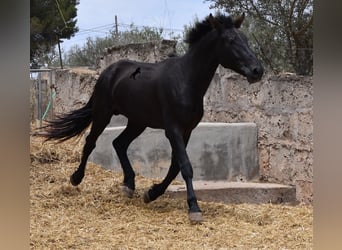 Pura Raza Mallorquina, Hengst, 2 Jaar, 161 cm, Zwart