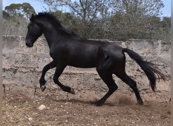 Pura Raza Mallorquina, Hengst, 2 Jaar, 161 cm, Zwart