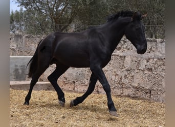 Pura Raza Mallorquina, Hengst, 2 Jaar, 161 cm, Zwart