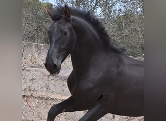 Pura Raza Mallorquina, Hengst, 2 Jaar, 161 cm, Zwart