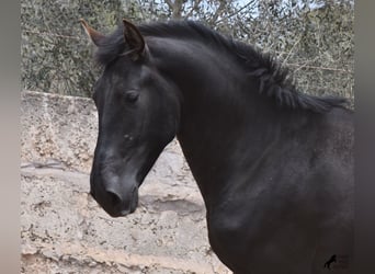 Pura Raza Mallorquina, Hengst, 2 Jaar, 161 cm, Zwart