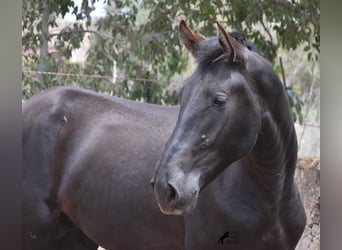 Pura Raza Mallorquina, Hengst, 2 Jaar, 161 cm, Zwart