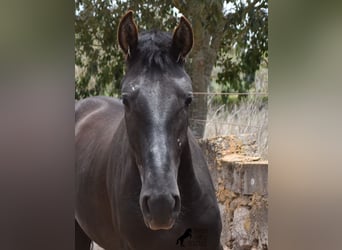 Pura Raza Mallorquina, Hengst, 2 Jaar, 161 cm, Zwart