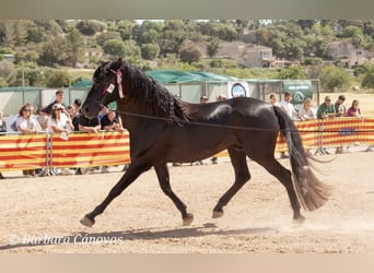 Pura Raza Mallorquina, Hengst, 7 Jahre, 176 cm, Rappe