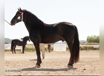 Pura Raza Mallorquina, Hengst, 7 Jahre, 176 cm, Rappe