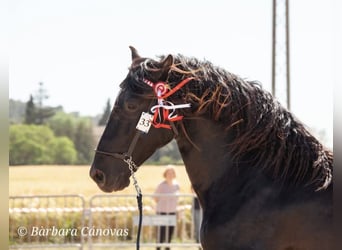 Pura Raza Mallorquina, Hengst, 7 Jahre, 176 cm, Rappe
