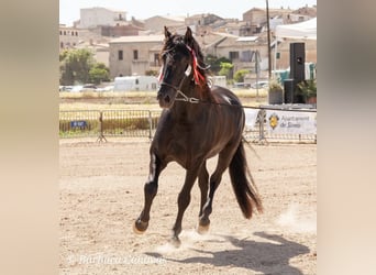 Pura Raza Mallorquina, Hengst, 7 Jahre, 176 cm, Rappe