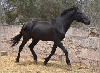 Pura Raza Mallorquina, Hingst, 2 år, 161 cm, Svart