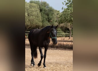 Pura Raza Mallorquina, Klacz, 2 lat, 150 cm, Kara