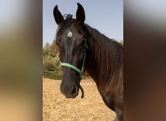 Pura Raza Mallorquina, Klacz, 2 lat, 150 cm, Kara