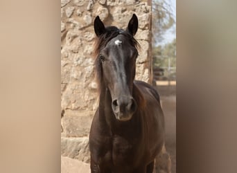 Pura Raza Mallorquina, Ogier, 1 Rok, 153 cm, Kara